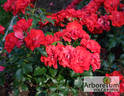 Canzonetta rose photo