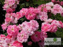 Dynastie ® rose photo