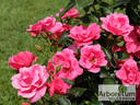 Garden Friend rose photo