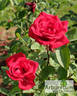 Erotika ® rose photo