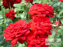 Burgund 81 rose photo