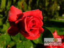 Jacques Prévert ® rose photo