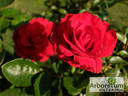 Jacques Prévert ® rose photo