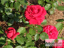 Agnes Baltsa rose photo