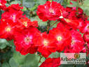 Dirigent ® rose photo