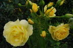 Tahitian Moon rose photo