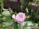 Delphin rose photo