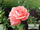 Slovenka z Dabas Šari rose photo