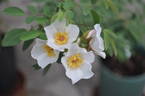 <i>Rosa beggeriana</i> Schrenk ex Fisch. rose photo