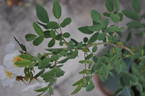 <i>Rosa beggeriana</i> Schrenk ex Fisch. rose photo