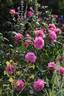 Carmenta rose photo