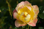 Candela rose photo