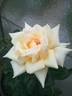 Grandpa Dickson rose photo