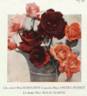 Sensation rose photo