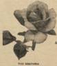 Admiration rose photo
