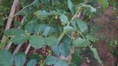 FRIclisablu rose photo