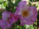 FRIclisablu rose photo