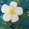 FRIsingyel rose photo
