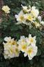 FRIsingyel rose photo