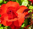 Impatient rose photo