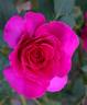 Rina Hugo rose photo