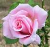 Bewitched rose photo