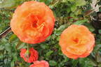 For You With Love rose photo