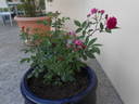Bajor Gizi emléke rose photo