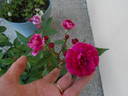 Bajor Gizi emléke rose photo