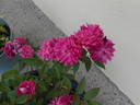 Bajor Gizi emléke rose photo