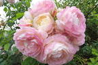 André Brichet rose photo