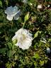 Mrs. Andrew Carnegie rose photo