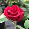 Chessie's Favorite rose photo