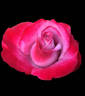Brenna Bosch rose photo