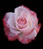 Little Queen rose photo