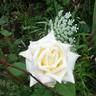 Amelia Earhart rose photo