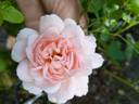 18 Westerland OP 12 rose photo