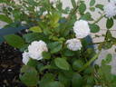 Miniature rose photo