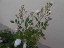 Miniature rose photo