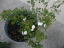 Miniature rose photo