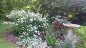 Tooth Fairy rose photo