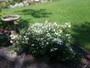 Tooth Fairy rose photo