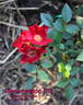 Bienenweide Rot rose photo