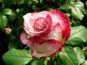 Sweet Eureka rose photo