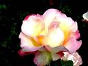Sweet Eureka rose photo