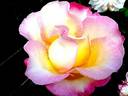 Sweet Eureka rose photo