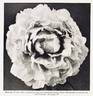Sarah Bernhardt peony photo
