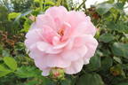 Bonica, Cl. rose photo