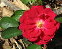 Zukunft rose photo