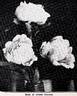 Albert Crousse peony photo
